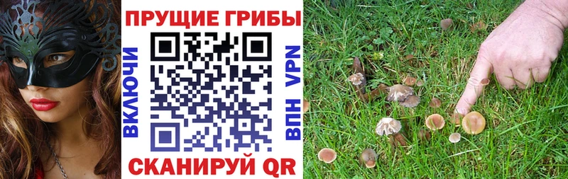 кракен онион  где купить наркоту  Киреевск  Галлюциногенные грибы Psilocybine cubensis 